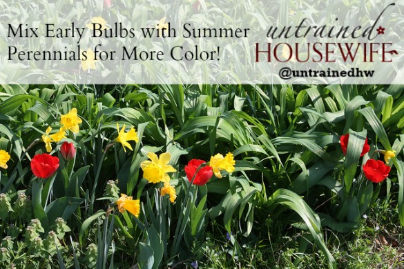Summer perennials with early spring bulbs