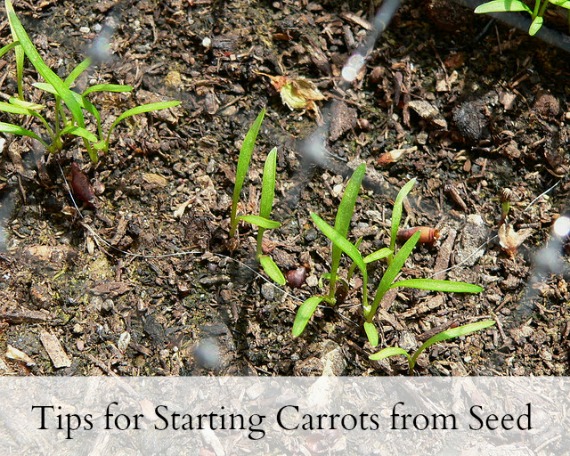 Tips for Starting Carrots from Seed