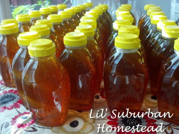 Backyard Beekeeping Honey Harvest