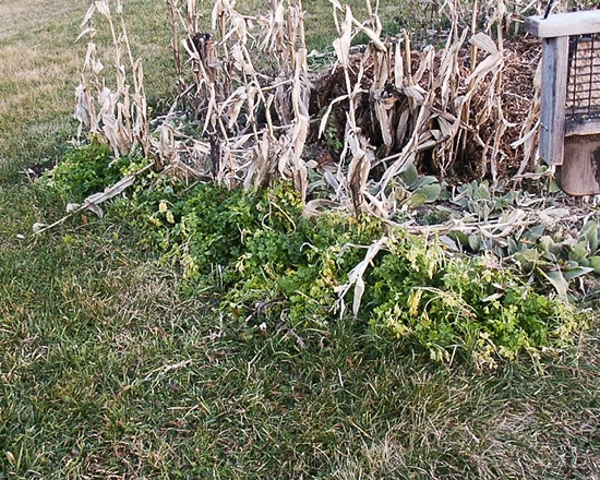Growing parsley outdoors
