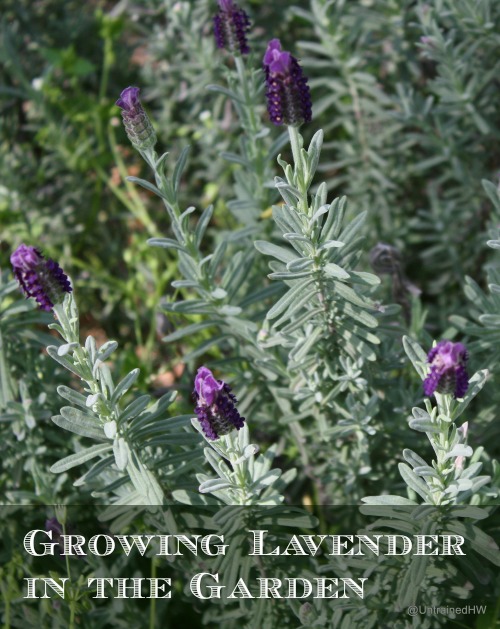 Growing Lavender in the Garden