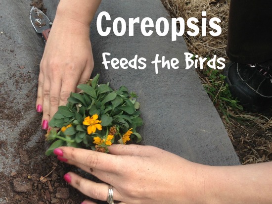 Coreopsis Plants feed the birds