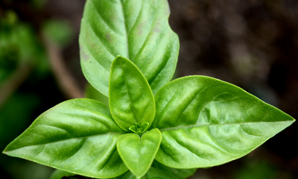 Basil Adds Simple Edibles to the Landscape