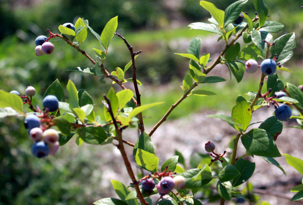 Blueberry Bush for Landscaping With Edibles